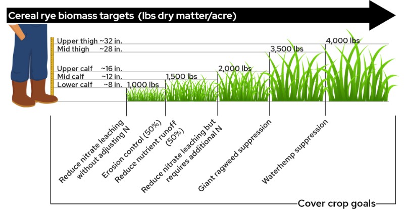 Illustration of cereal rye biomass targets (lbs dry matter per acre) with corresponding plant heights and management benefits, ranging from erosion control to weed suppression.
